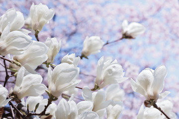 White magnolia flowers over blooming cherry and blue sky