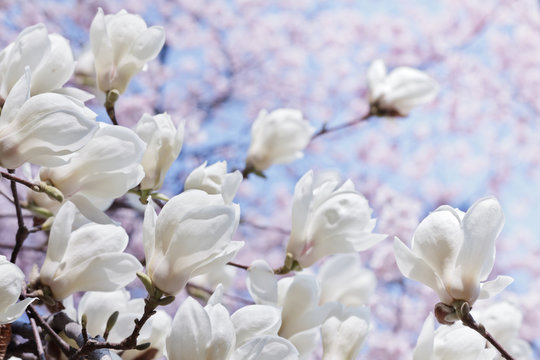 Fototapeta White magnolia flowers over blooming cherry and blue sky
