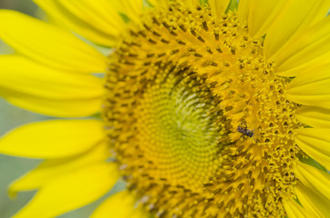 Bee with close up sunflower