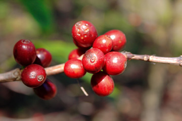 Fresh coffee beans in the nature