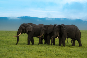 Fototapeta na wymiar Three elephants crossing the Ngorongoro Crater in Africa