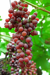 Grapes fresh on the tree