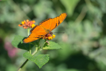 Fototapeta na wymiar La mariposa está parada en la flor y come.