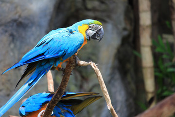 Parrot Action