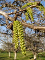 Fototapeta premium Flowering walnut tree