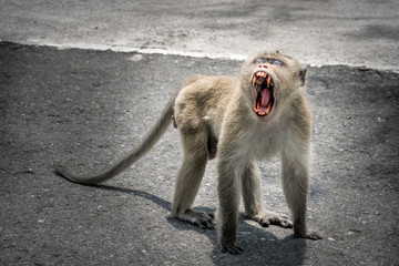 fierce monkey lives in a natural © oatintro
