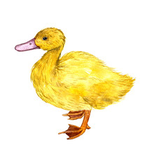 watercolor drawing duckling