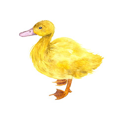 watercolor drawing duckling