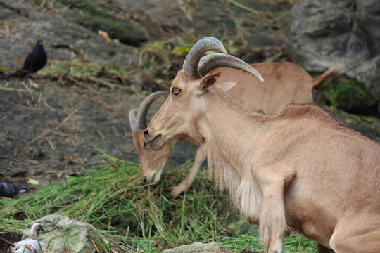 Brown mountain goat eatting food