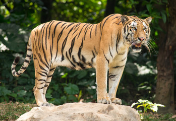 Tigers are in the nature of the country.