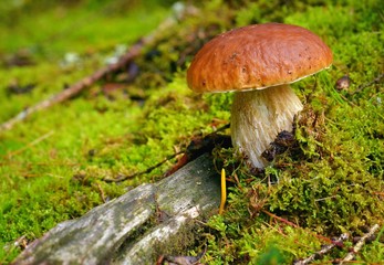Mushroom. Mushroom (porcini) on moss in forest. Mushroom boletus edulis in forest. 