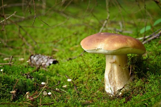 Mushroom. Mushroom (porcini) on moss in forest. Mushroom boletus edulis in forest. 