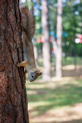 Squirrel in a summer park