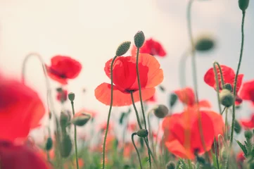 Papier Peint photo Coquelicots Red poppy flowers in a field.