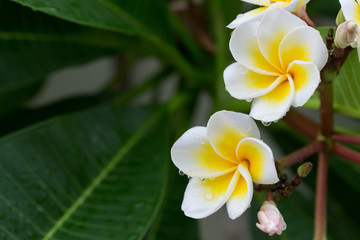 white frangipani plumeria tropical flower with water drops