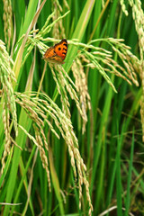 Green rice paddy with beautiful butterfly.