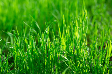 Abstract natural backgrounds with beauty bokeh