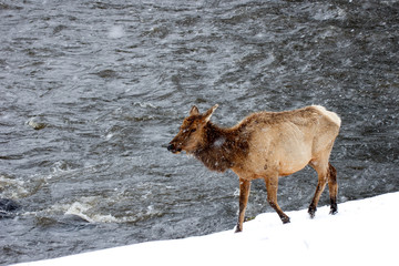 Cow Elk in Snowstorm