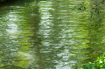 river and green leaf