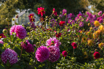 colorful dahlias in garden