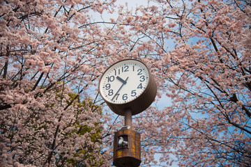 Sukara texture and daytime