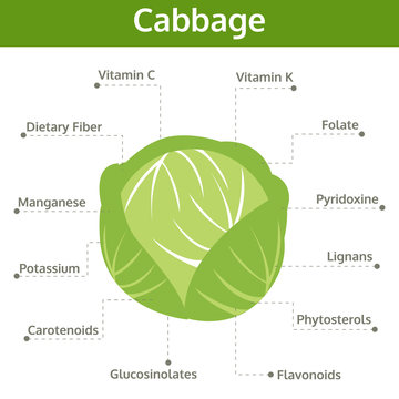 cabbage nutrient of facts and health benefits, info graphic
