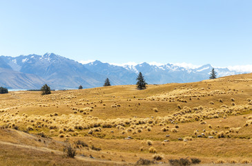 pasture near snow mountains in blue sky