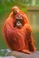 Young orangutan is sleeping on its mother