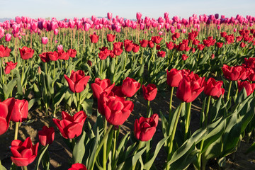 Red Pink Tulips Bend Towards Sunlight Floral Agriculture Flowers