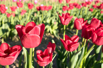 Red Tulips Bend Towards Sunlight Floral Agriculture Flowers