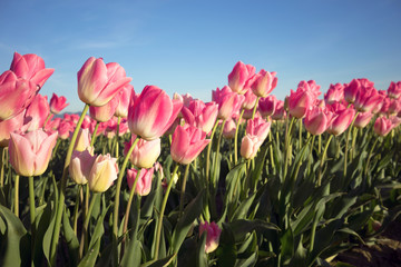 Fototapeta premium Pink Tulips Bend Towards Sunlight Floral Agriculture Flowers