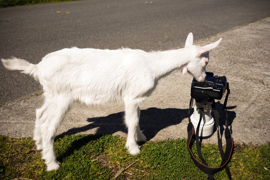 Newborn Animal Albino Goat Explores Camera Long Zoom Lens