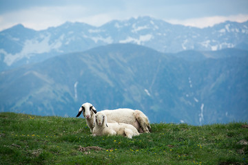 Pasture in the Italian Dolomites, Plattkofelhütte