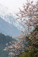 wild tibetan peach blossoms