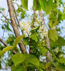 spring  tree in sunny day