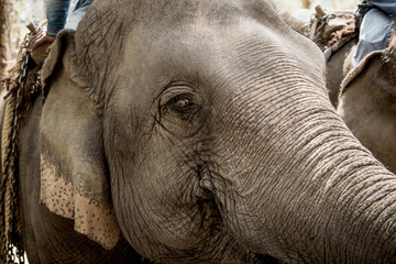 Fototapeta premium Elephant close-up