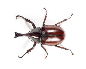 Rhinoceros beetle, Rhino beetle, Hercules beetle