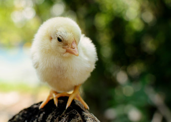 Cute Chicks