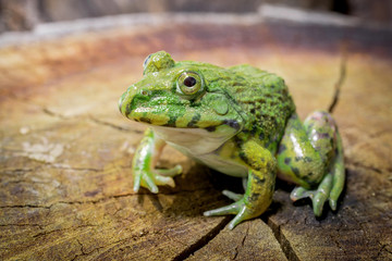Frog sitting on a tree stump