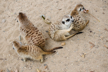 meerkats