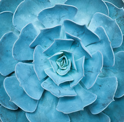  Miniature succulent plants