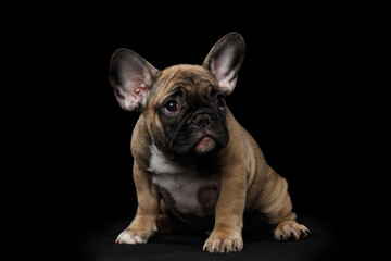 French Bulldog Puppy Sitting and Pity Looking , Front view,  Isolated