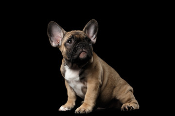 French Bulldog Puppy Sitting and Pity Looking , Front view,  Isolated