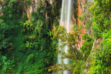 Fototapeta premium Purling brook Falls at Springbrook National Park in Queensland.