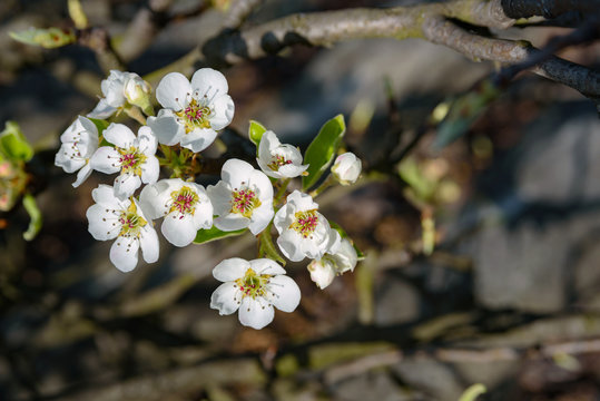 The pear tree blooms in early spring. Spring Morning with Flowers of the Pear Blossoms