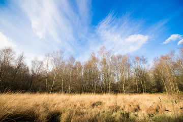 Obraz premium Birch trees in autumn nature