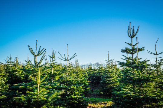 Weihnachtsbaumplantage Bilder – Durchsuchen 9,786 Archivfotos ...