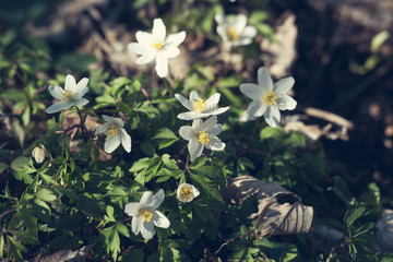 Anemone flowers in the springtime