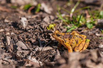 Orange frog on a dirty ground