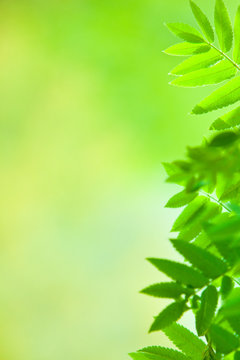 perfect green leaf with natural background